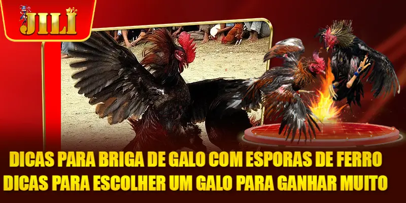 Dicas para Briga de Galo com Esporas de Ferro - Dicas para escolher um galo para ganhar muito